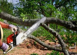 How Our Tree Care Process Works  in Mount Vernon, TX